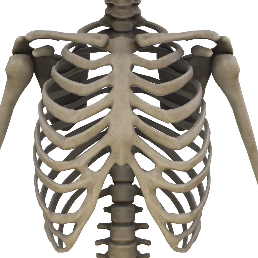 Human Skeleton 3D Model – Low Poly Anatomical Game Asset, FBX, OBJ - View 7