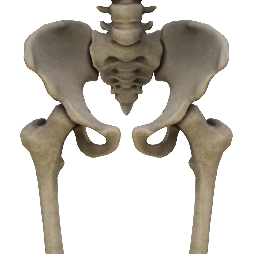 Human Skeleton 3D Model – Low Poly Anatomical Game Asset, FBX, OBJ - View 8