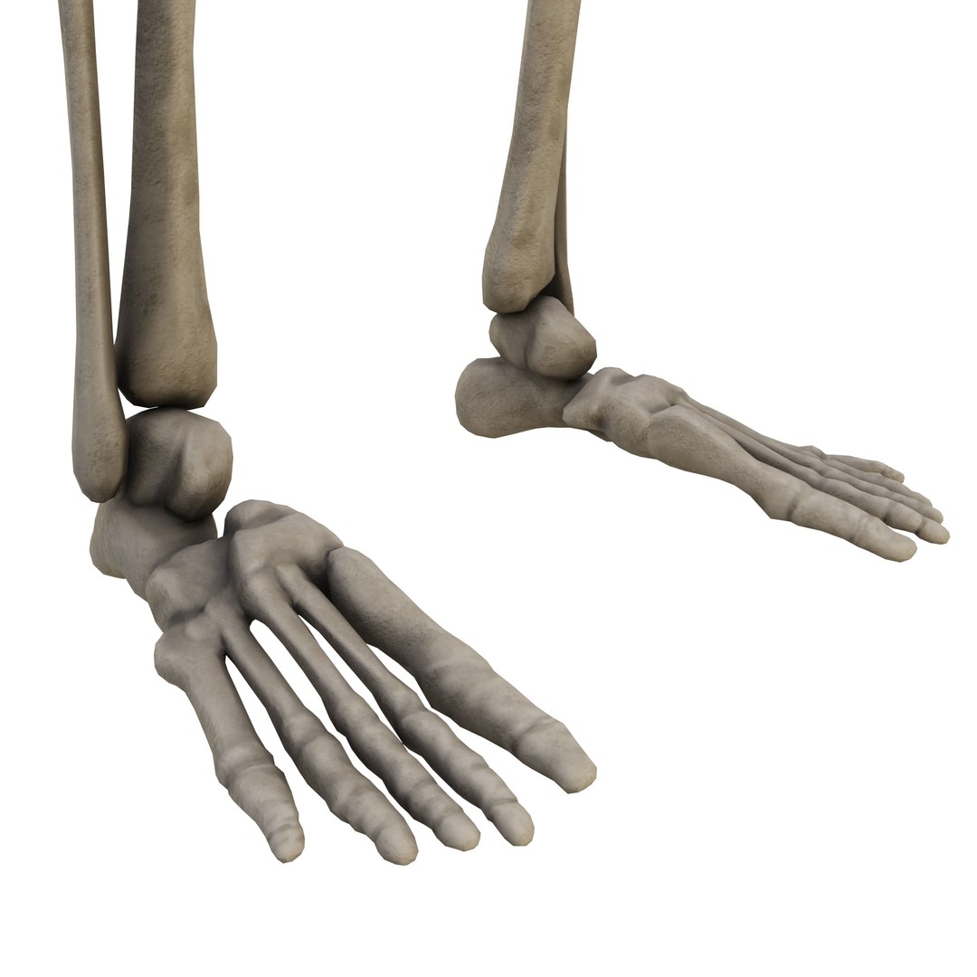 Human Skeleton 3D Model – Low Poly Anatomical Game Asset, FBX, OBJ - View 9