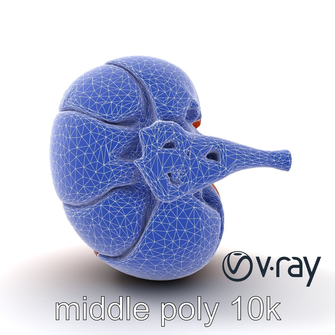 Realistic Human Kidney 3D Model – Low Poly Medical Asset, FBX