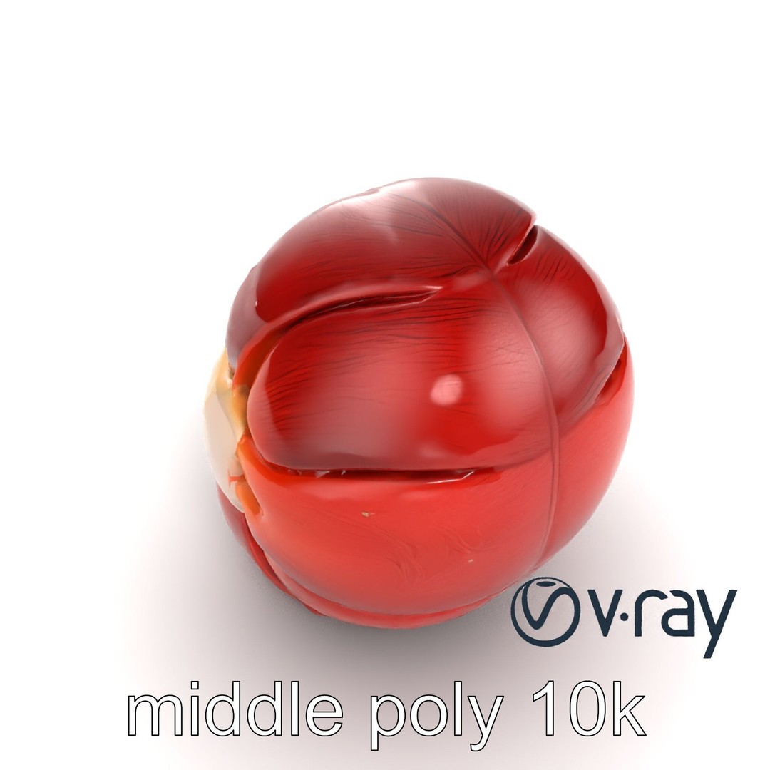 Realistic Human Kidney 3D Model – Low Poly Medical Asset, FBX - View 10