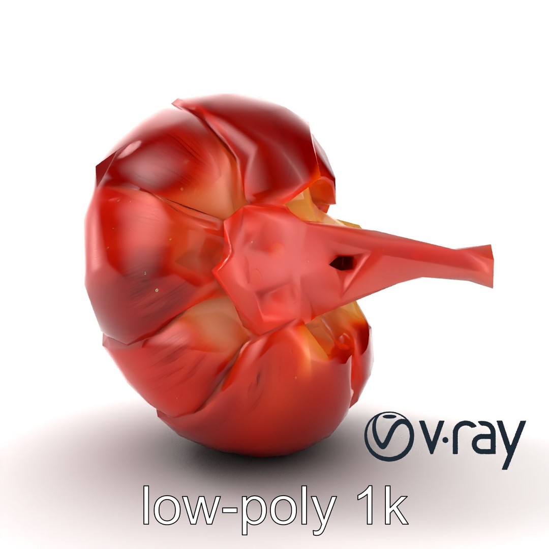 Realistic Human Kidney 3D Model – Low Poly Medical Asset, FBX - View 13