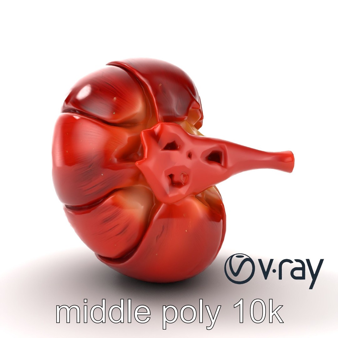 Realistic Human Kidney 3D Model – Low Poly Medical Asset, FBX - View 14