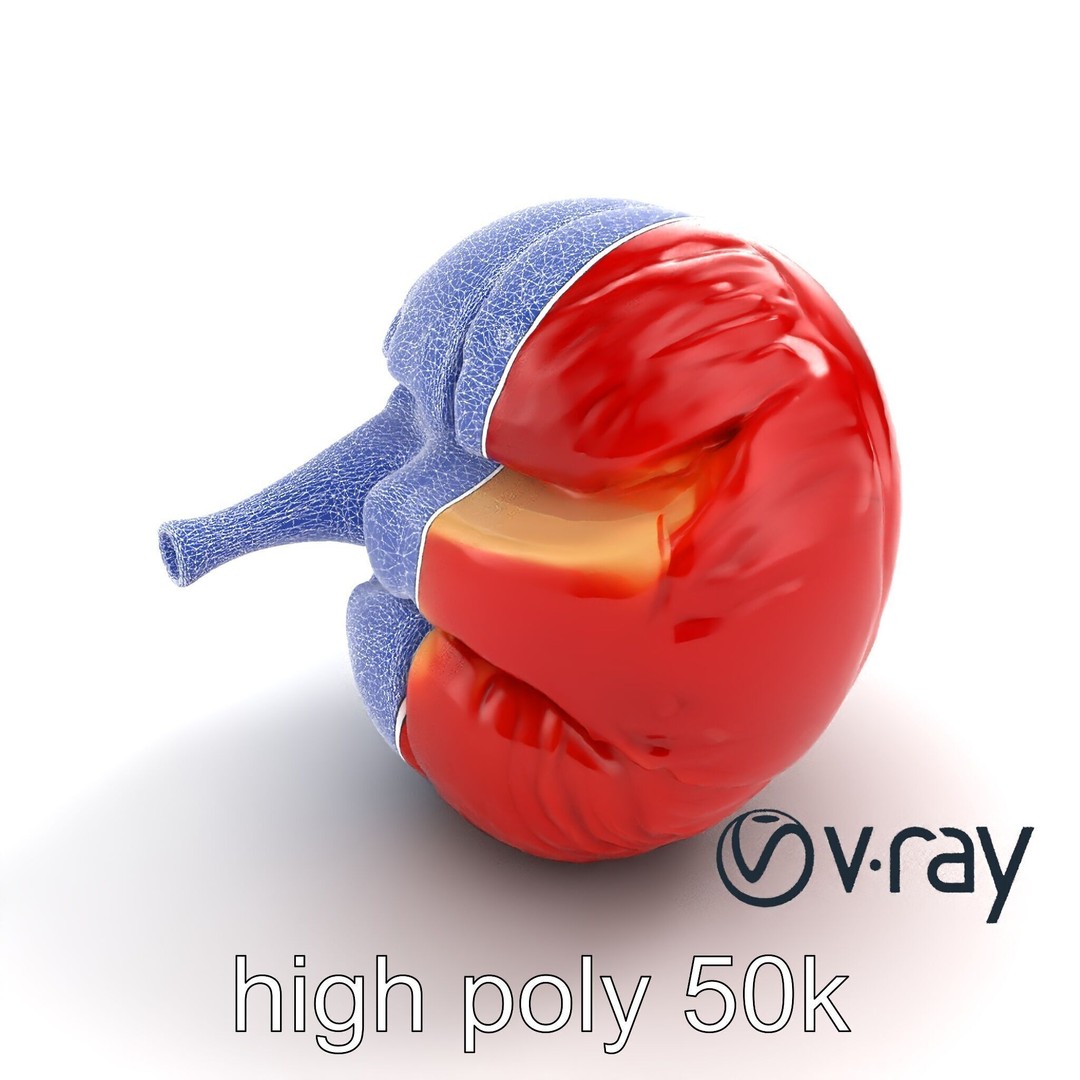Realistic Human Kidney 3D Model – Low Poly Medical Asset, FBX - View 17