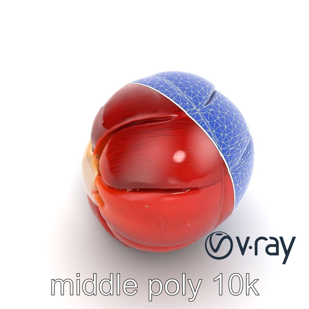 Realistic Human Kidney 3D Model – Low Poly Medical Asset, FBX - View 21