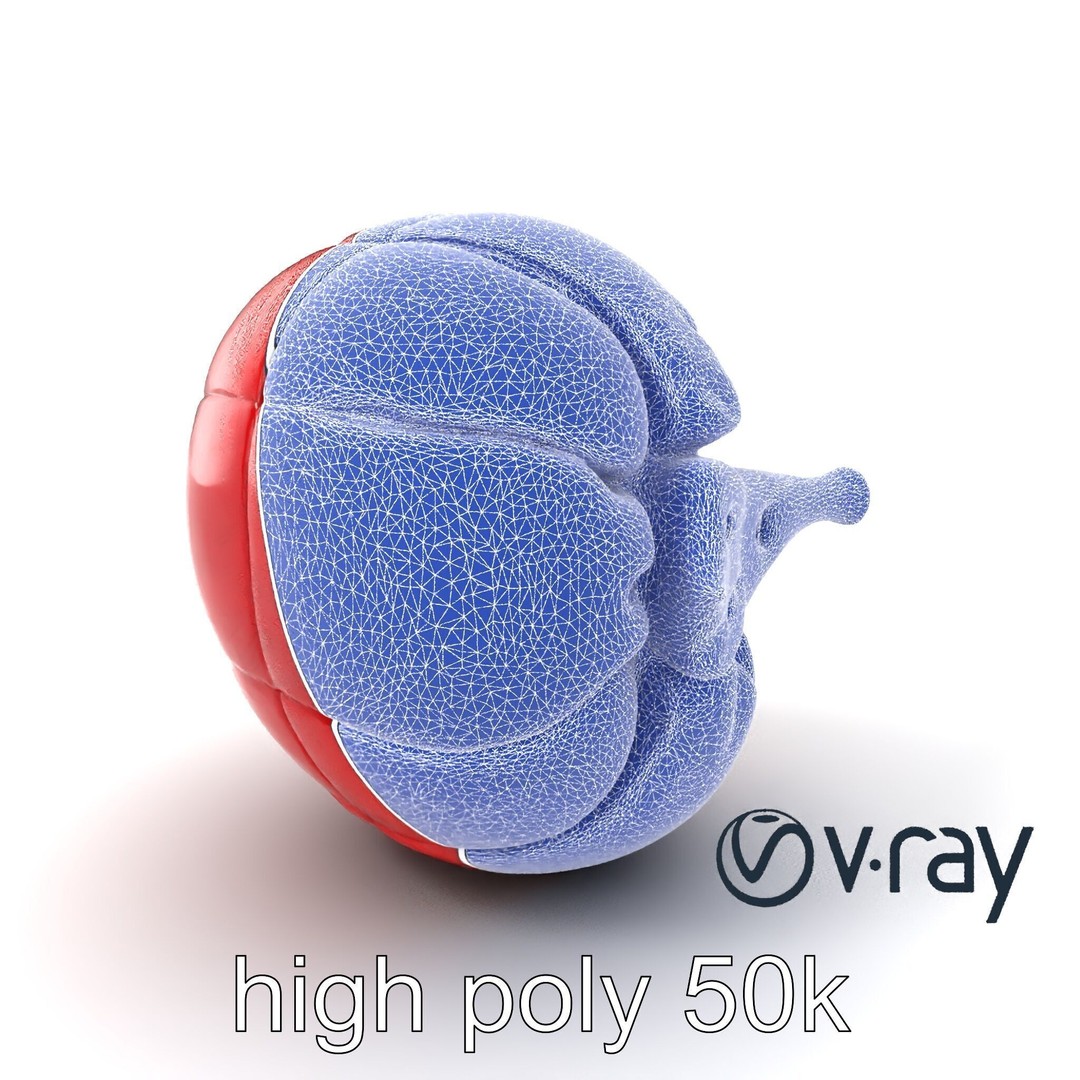 Realistic Human Kidney 3D Model – Low Poly Medical Asset, FBX - View 25