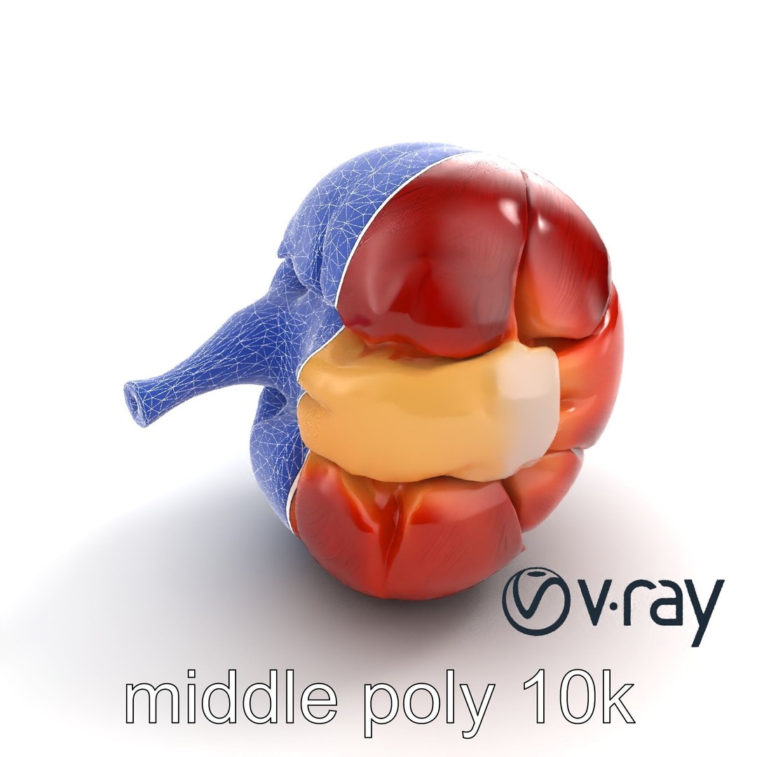 Realistic Human Kidney 3D Model – Low Poly Medical Asset, FBX - View 26