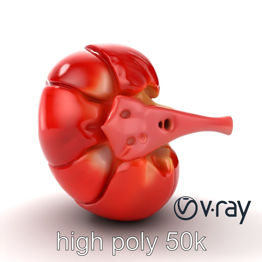 Realistic Human Kidney 3D Model – Low Poly Medical Asset, FBX - View 28