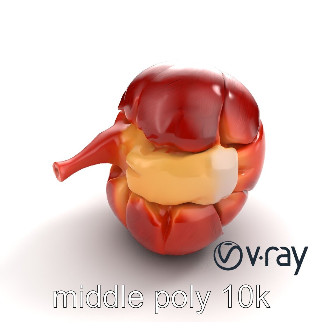 Realistic Human Kidney 3D Model – Low Poly Medical Asset, FBX - View 7