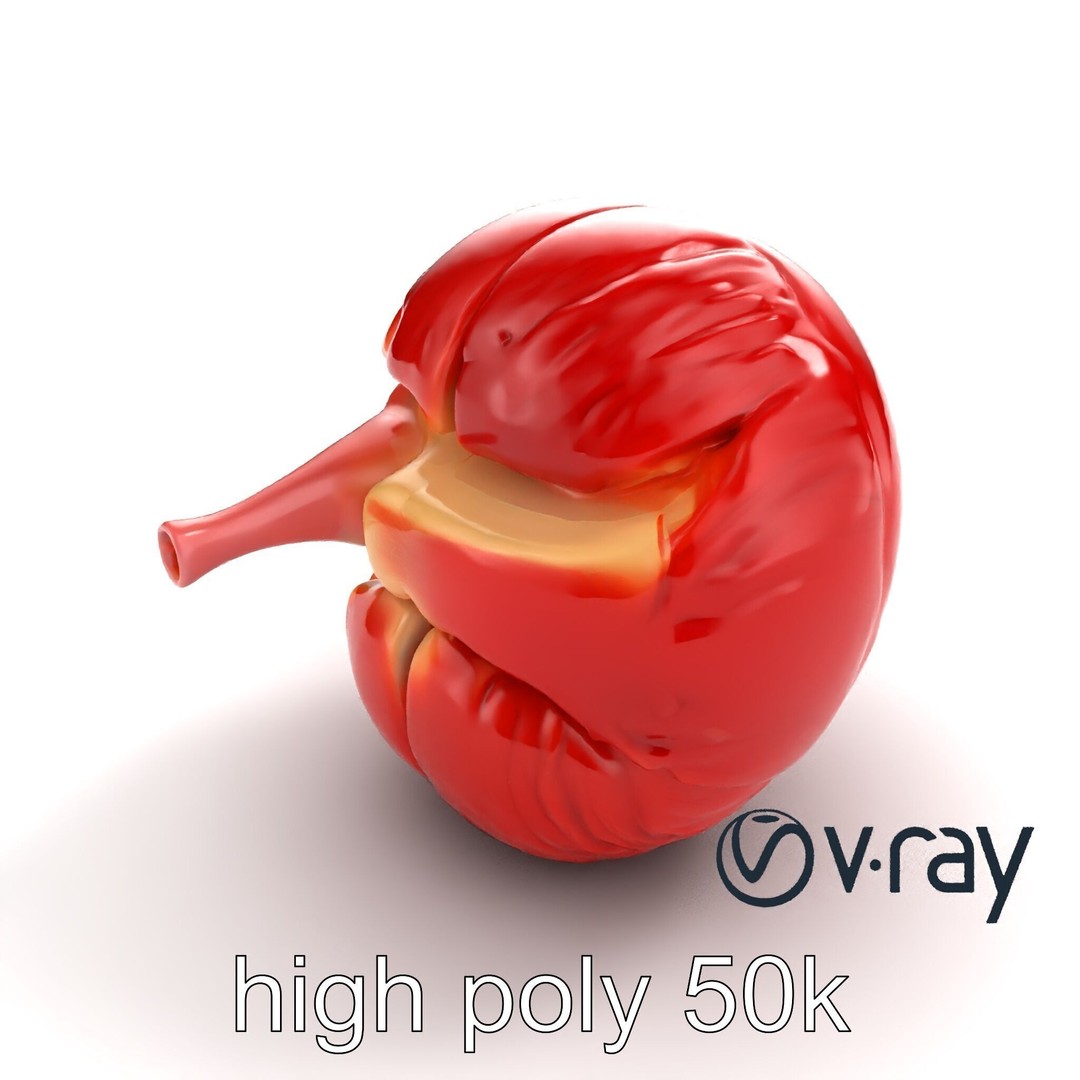 Realistic Human Kidney 3D Model – Low Poly Medical Asset, FBX - View 9