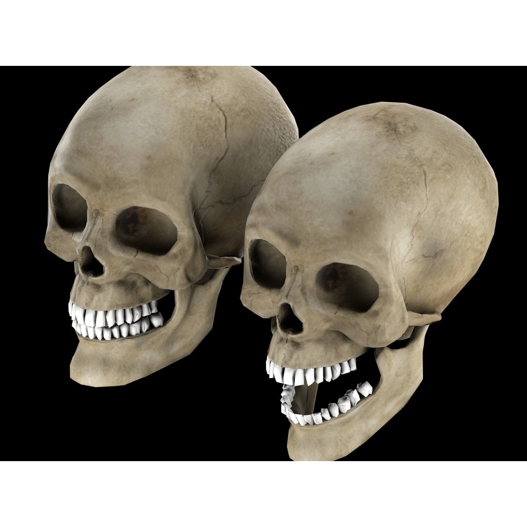 Human Skull 3D Model – Low Poly Game Asset, PBR Textures, FBX - View 11
