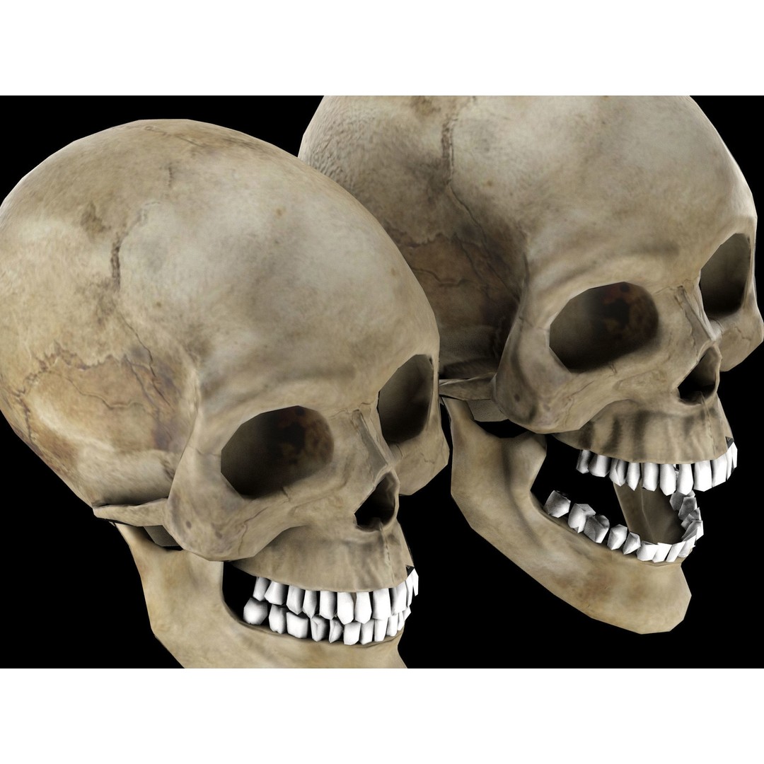 Human Skull 3D Model – Low Poly Game Asset, PBR Textures, FBX - View 13