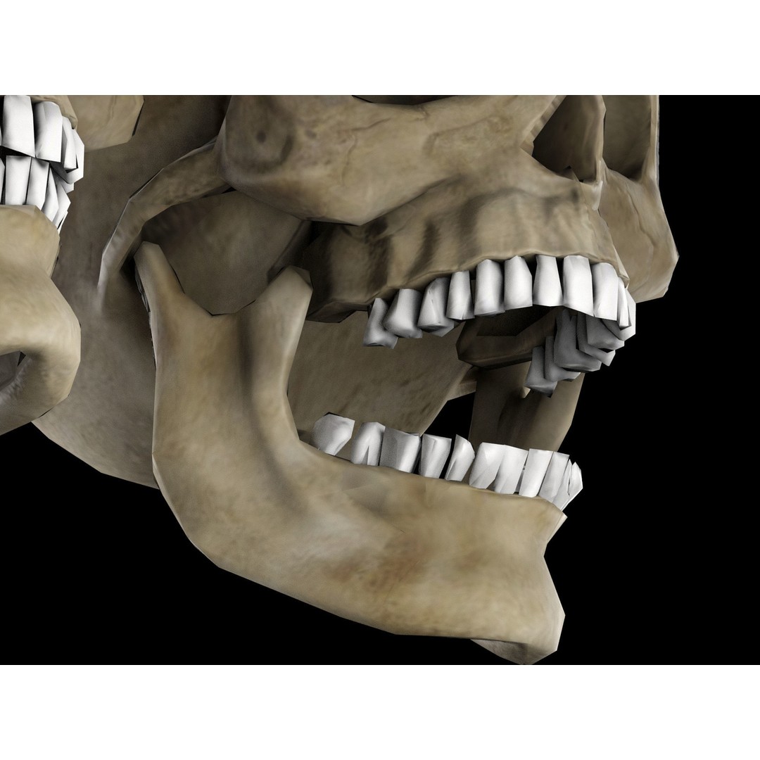 Human Skull 3D Model – Low Poly Game Asset, PBR Textures, FBX - View 14