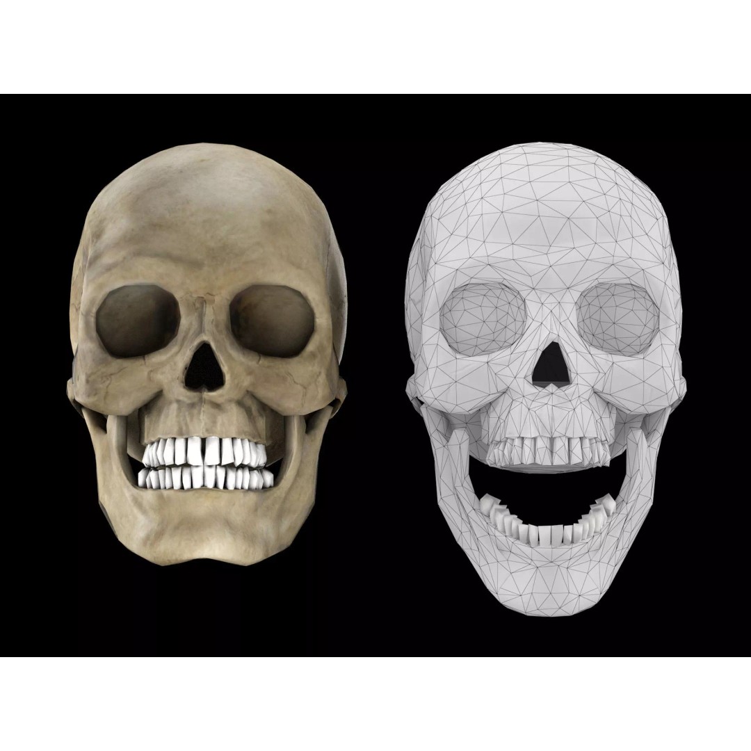 Human Skull 3D Model – Low Poly Game Asset, PBR Textures, FBX - View 2