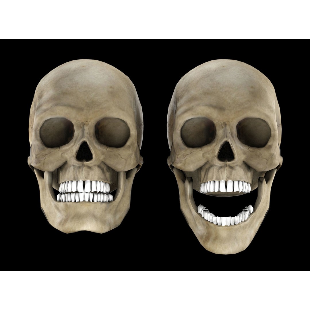 Human Skull 3D Model – Low Poly Game Asset, PBR Textures, FBX - View 3