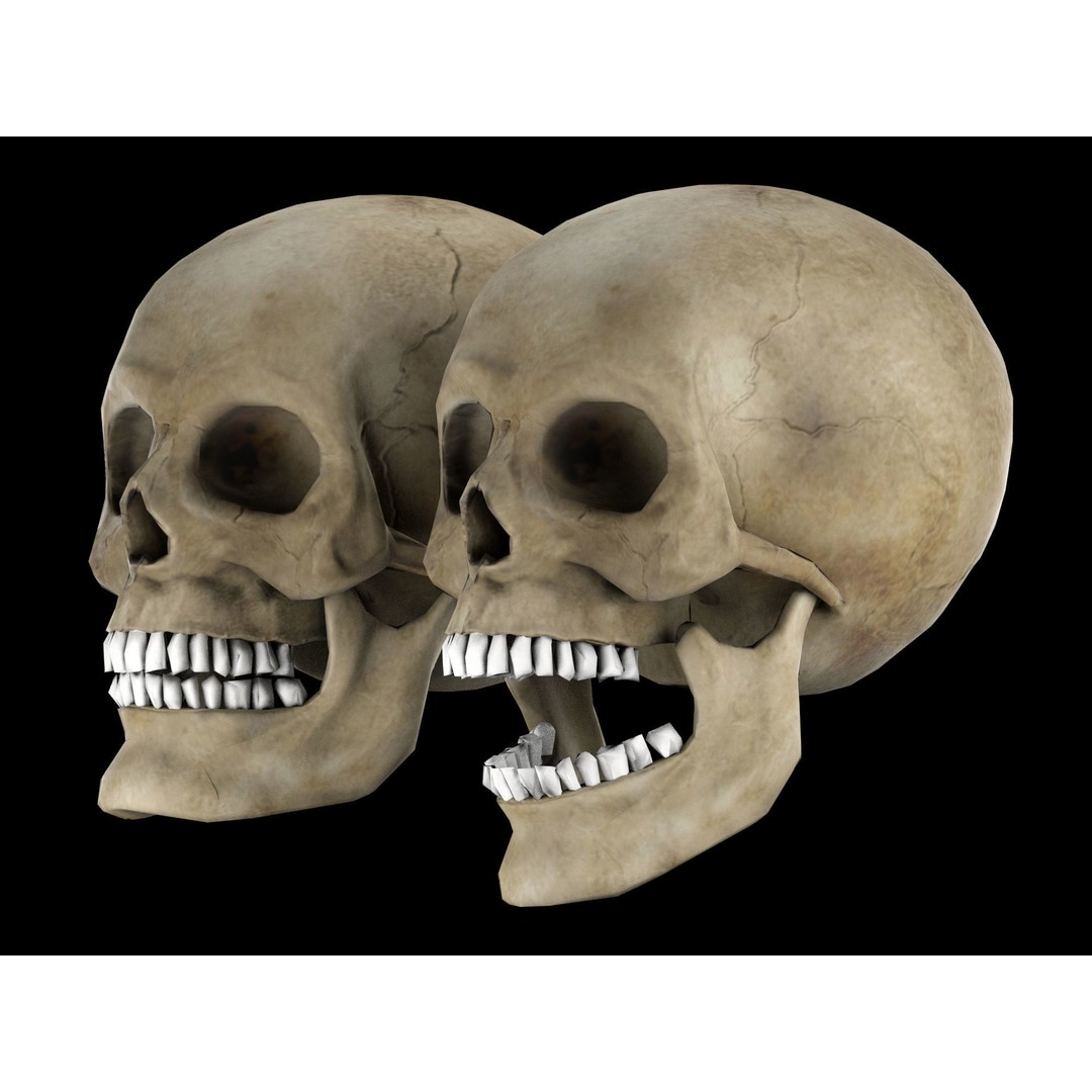 Human Skull 3D Model – Low Poly Game Asset, PBR Textures, FBX - View 4
