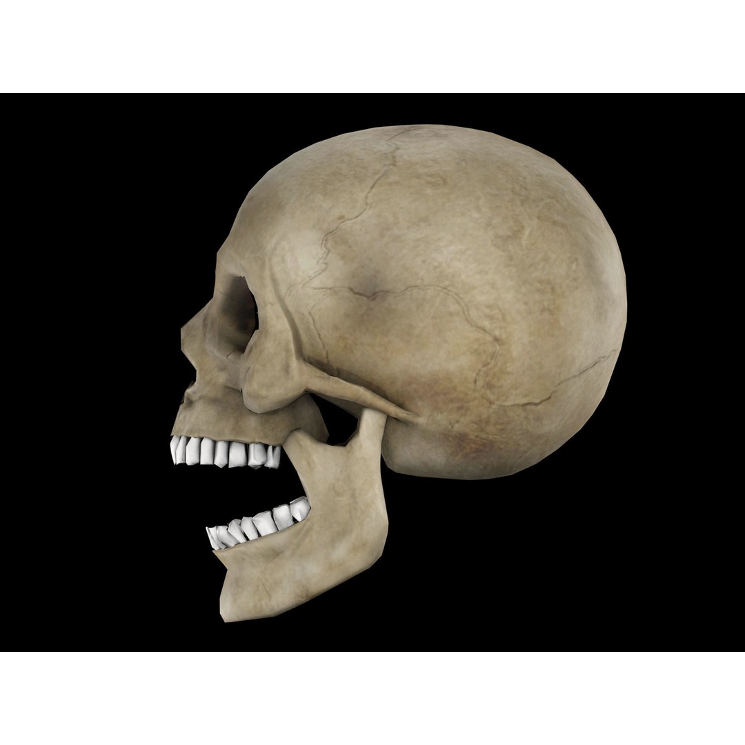Human Skull 3D Model – Low Poly Game Asset, PBR Textures, FBX - View 5