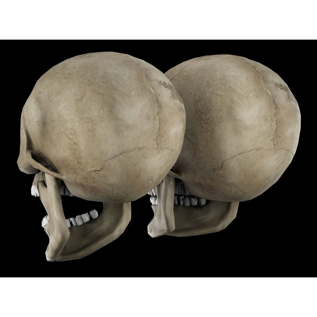 Human Skull 3D Model – Low Poly Game Asset, PBR Textures, FBX - View 6