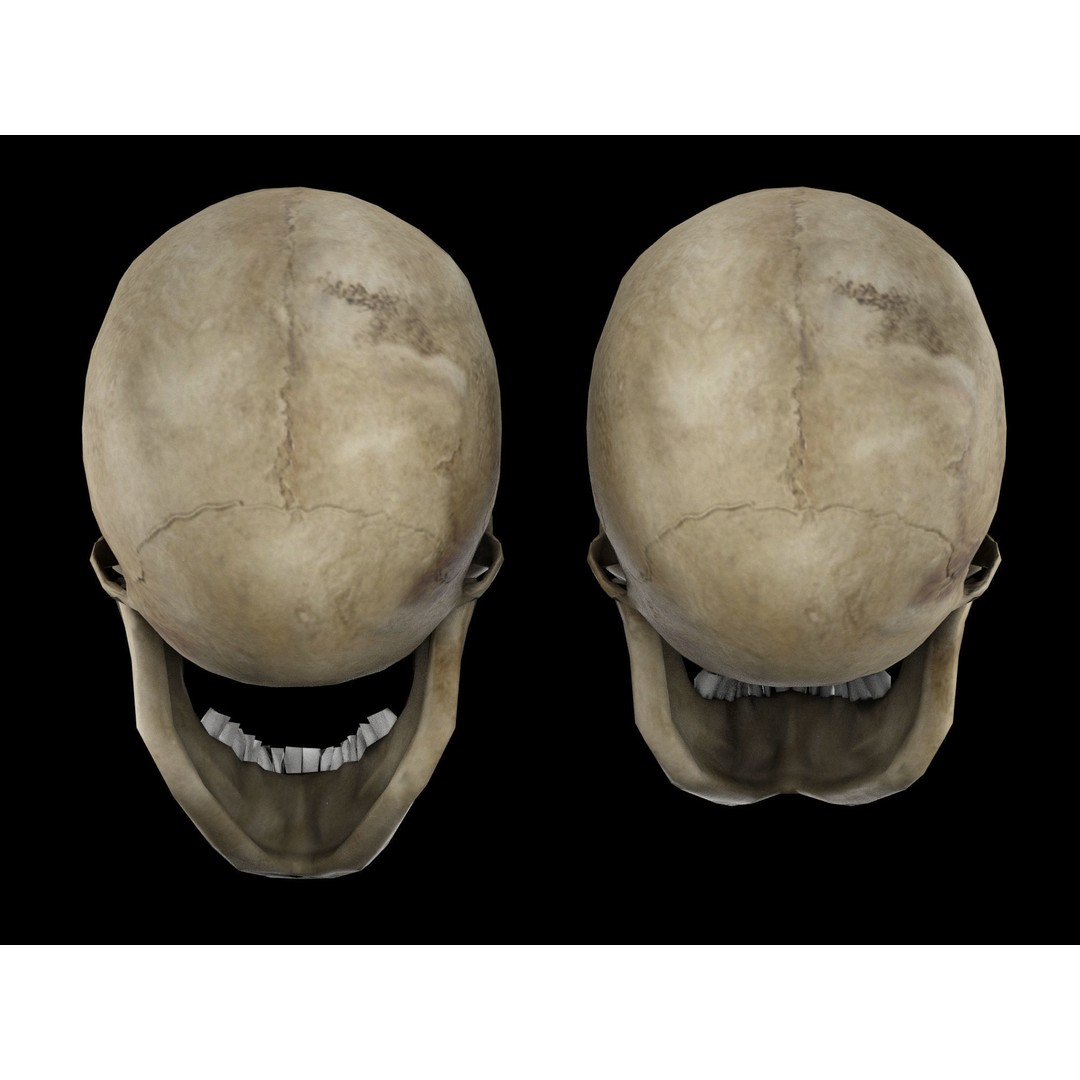 Human Skull 3D Model – Low Poly Game Asset, PBR Textures, FBX - View 7
