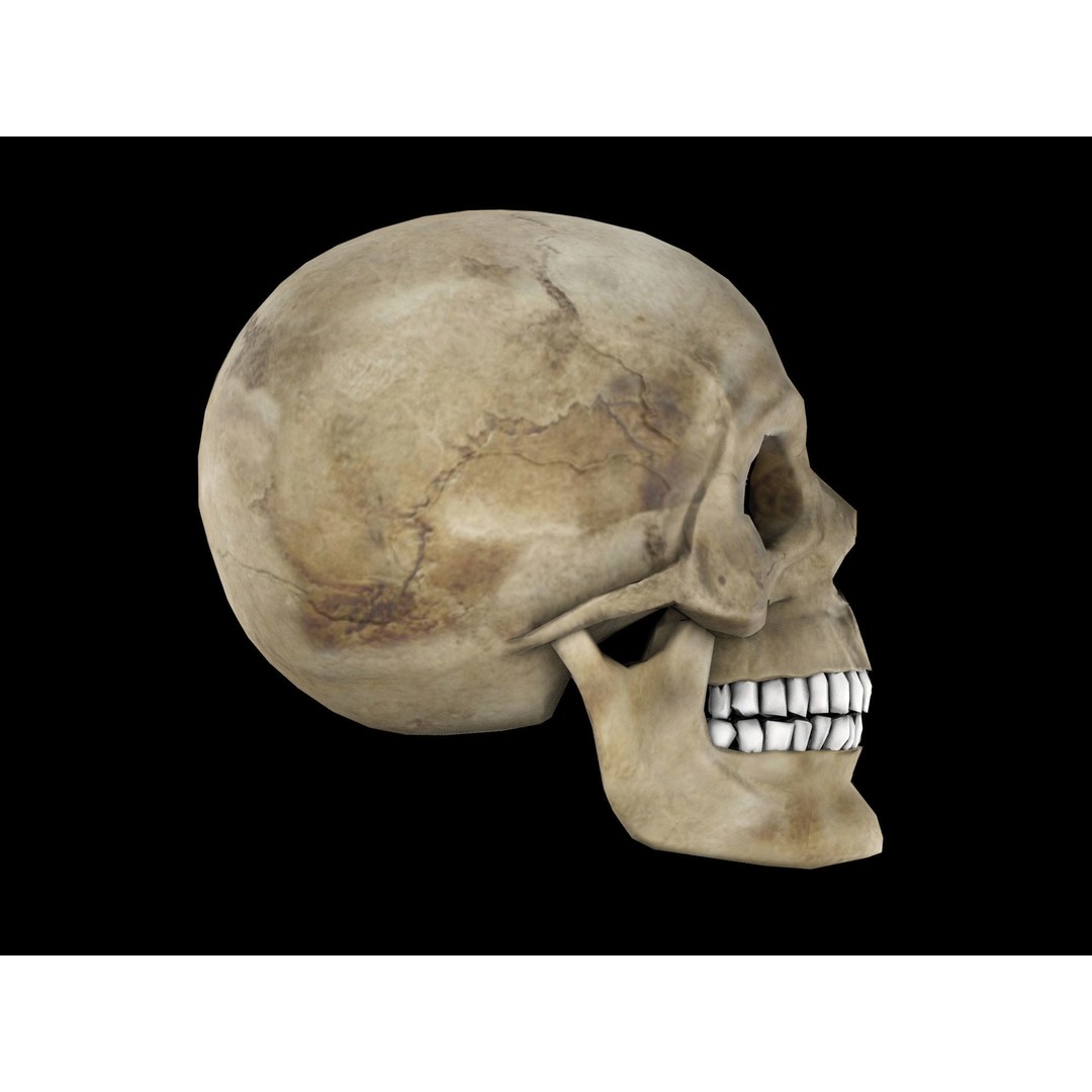Human Skull 3D Model – Low Poly Game Asset, PBR Textures, FBX - View 9