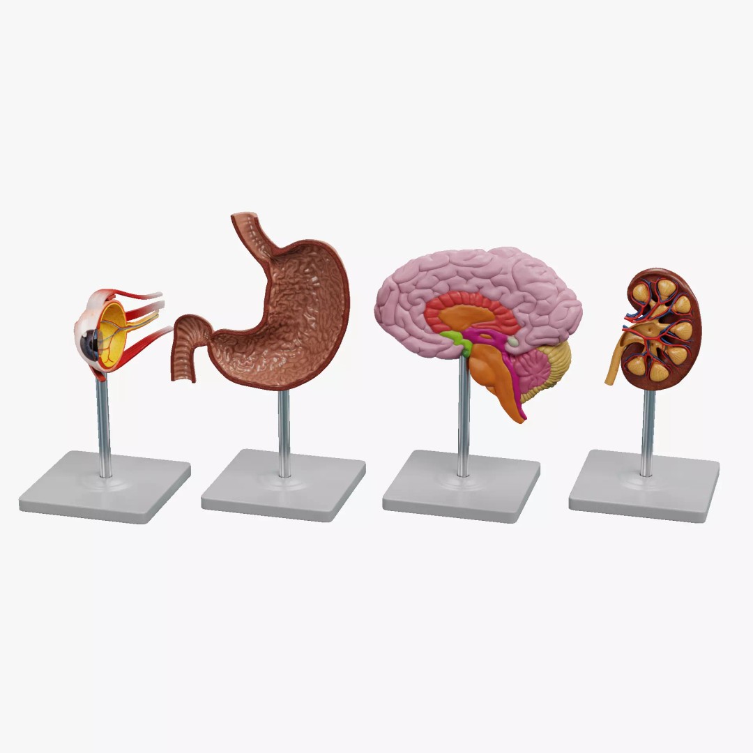 Anatomical Section Models 3D Model – Educational Low-Poly Organ Cuts, Blender