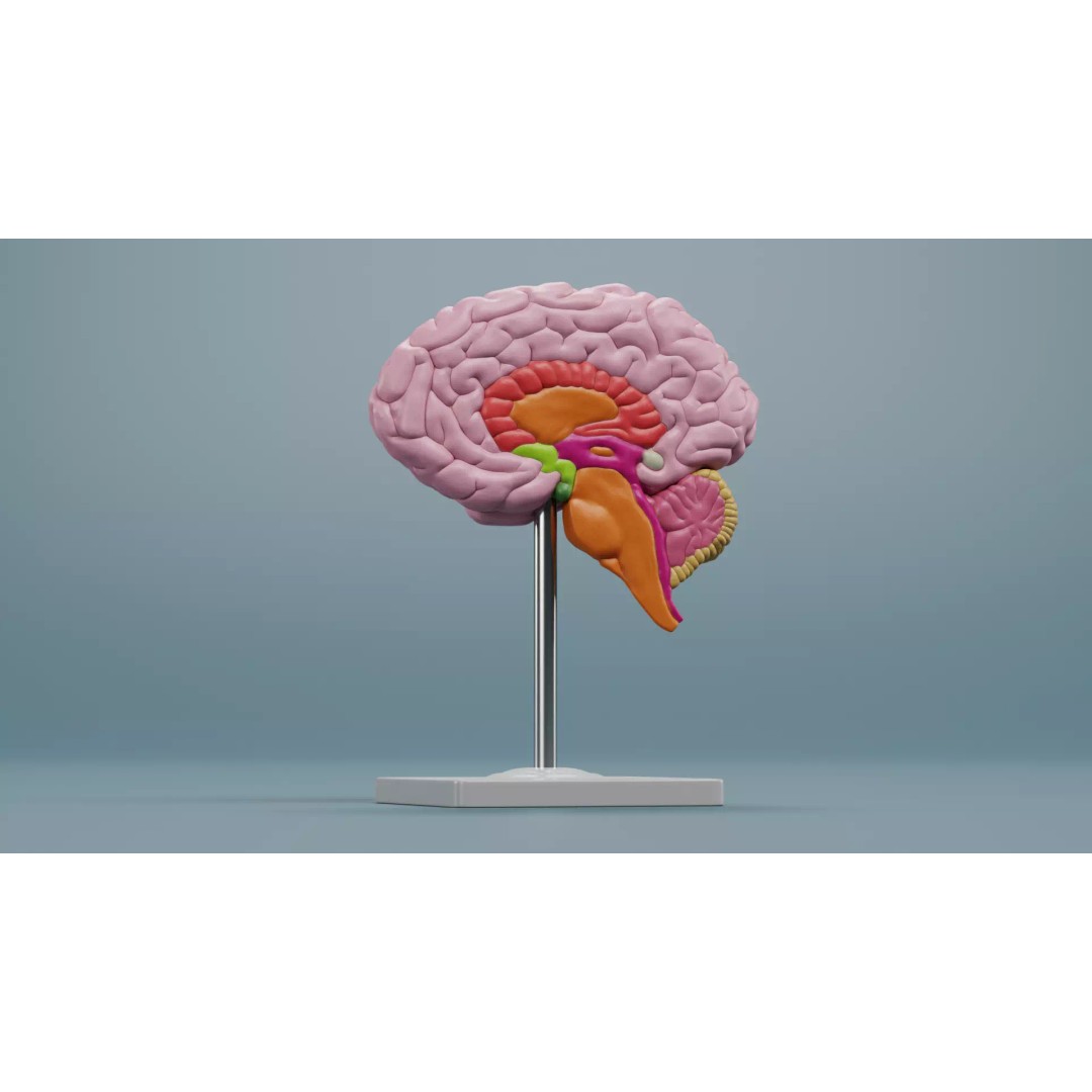 Anatomical Section Models 3D Model – Educational Low-Poly Organ Cuts, Blender - View 10