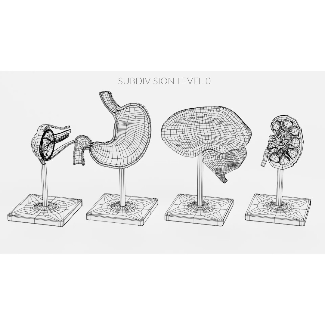 Anatomical Section Models 3D Model – Educational Low-Poly Organ Cuts, Blender - View 16