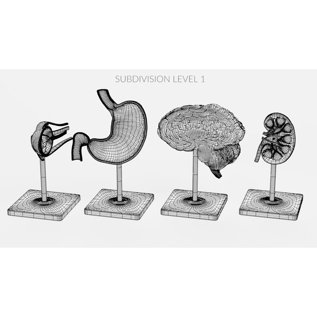 Anatomical Section Models 3D Model – Educational Low-Poly Organ Cuts, Blender - View 17