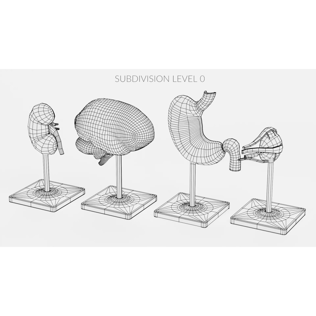 Anatomical Section Models 3D Model – Educational Low-Poly Organ Cuts, Blender - View 18