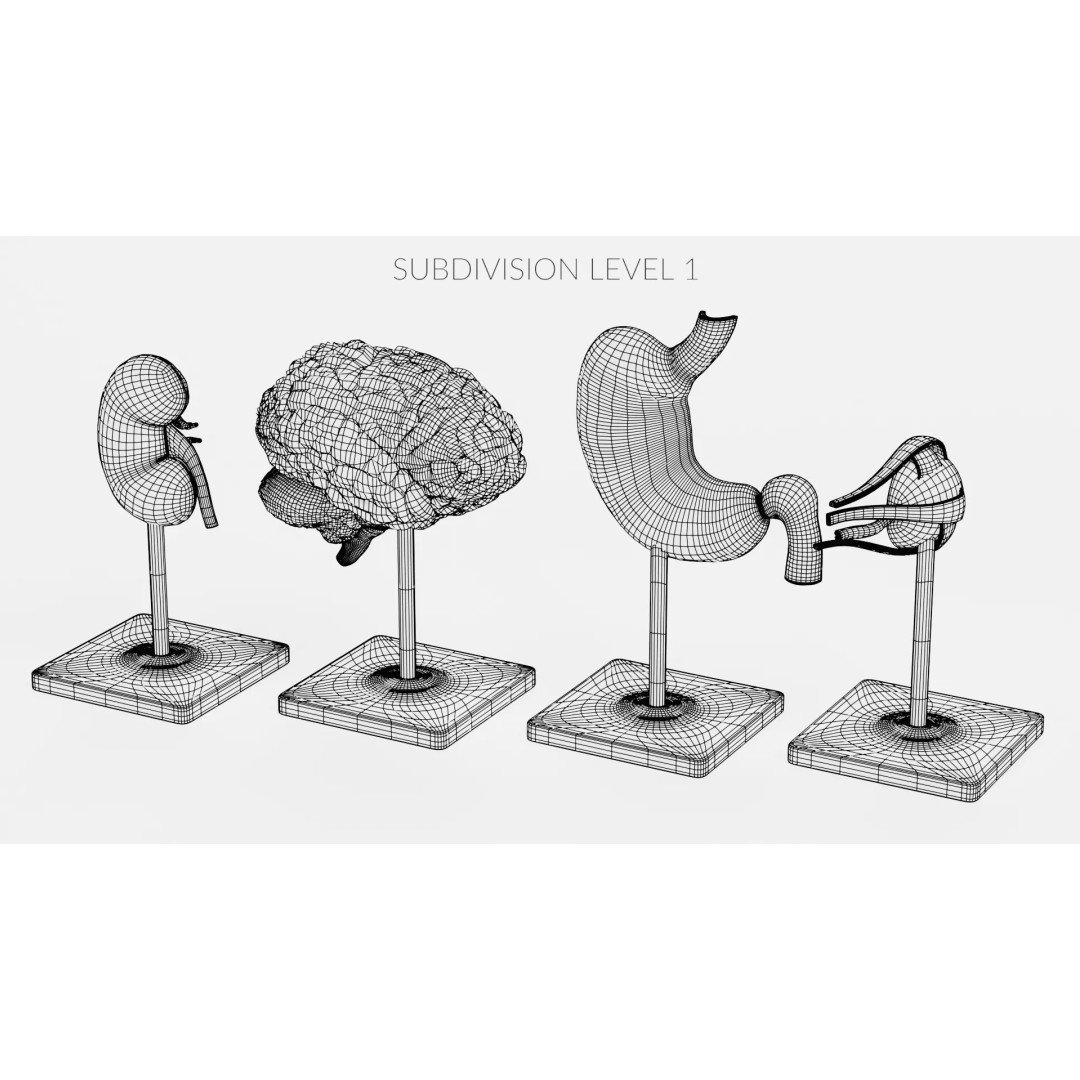 Anatomical Section Models 3D Model – Educational Low-Poly Organ Cuts, Blender - View 19