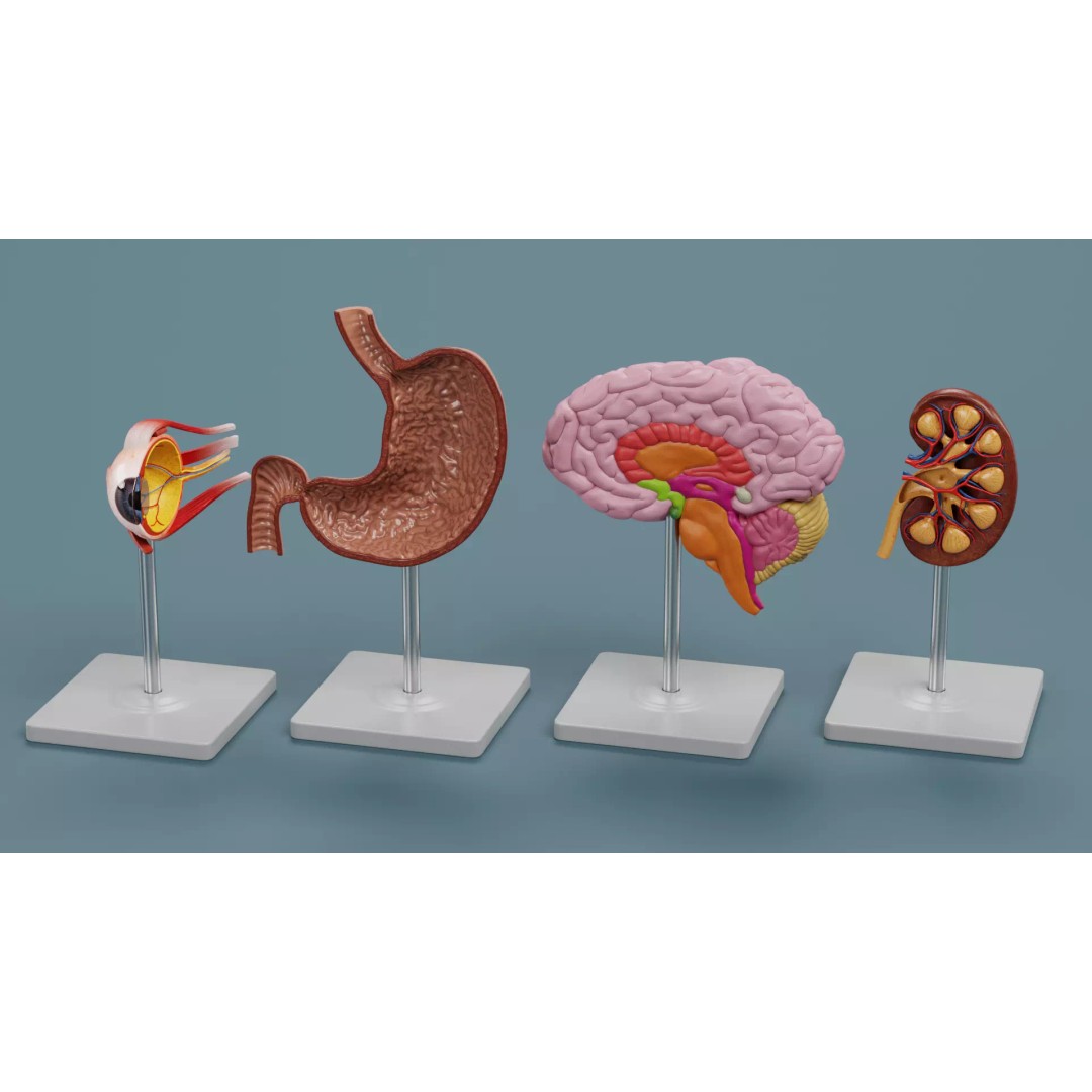 Anatomical Section Models 3D Model – Educational Low-Poly Organ Cuts, Blender - View 2