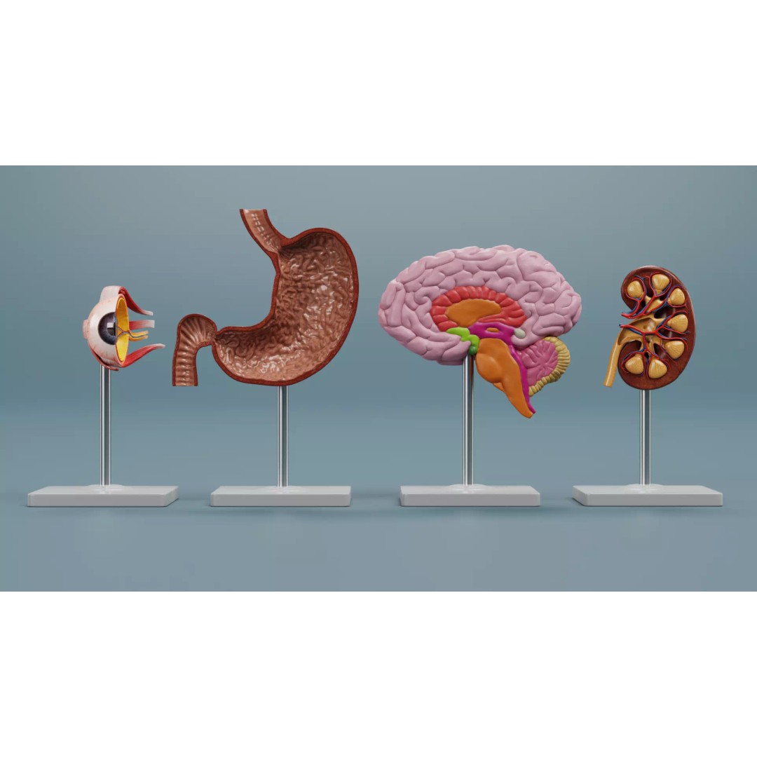 Anatomical Section Models 3D Model – Educational Low-Poly Organ Cuts, Blender - View 3