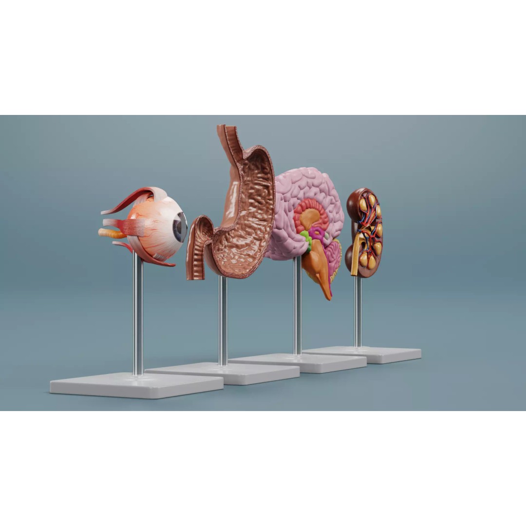 Anatomical Section Models 3D Model – Educational Low-Poly Organ Cuts, Blender - View 4