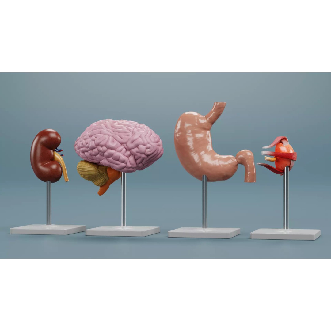 Anatomical Section Models 3D Model – Educational Low-Poly Organ Cuts, Blender - View 5