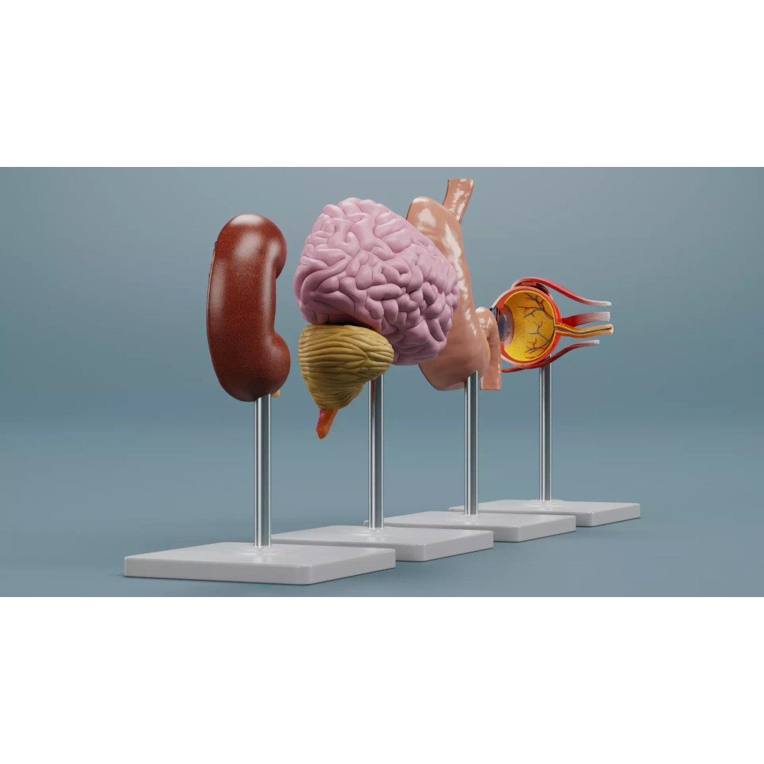 Anatomical Section Models 3D Model – Educational Low-Poly Organ Cuts, Blender - View 6