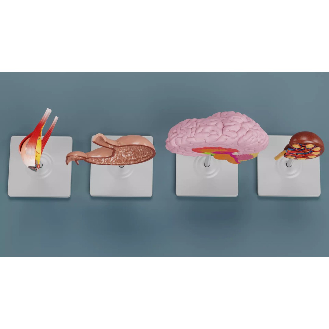 Anatomical Section Models 3D Model – Educational Low-Poly Organ Cuts, Blender - View 7