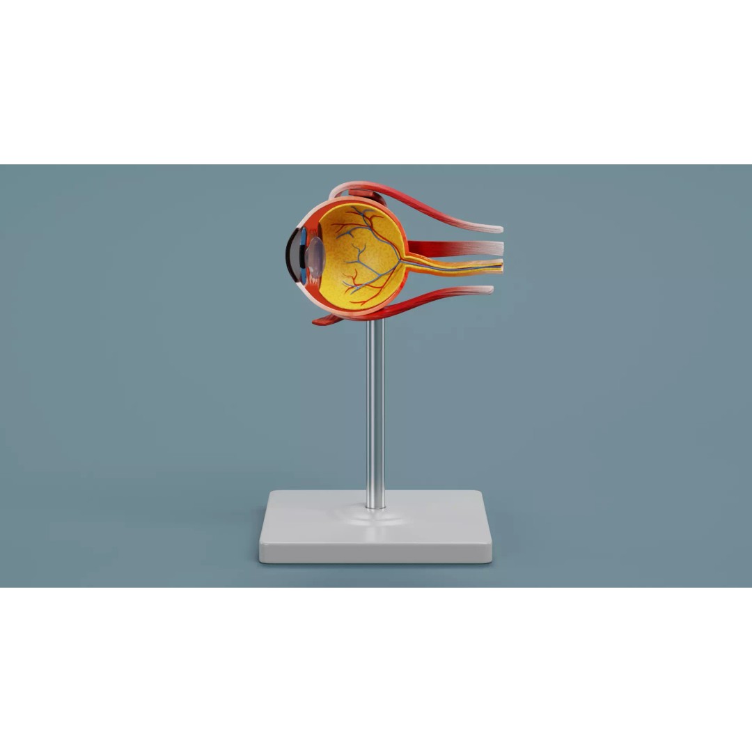 Anatomical Section Models 3D Model – Educational Low-Poly Organ Cuts, Blender - View 8