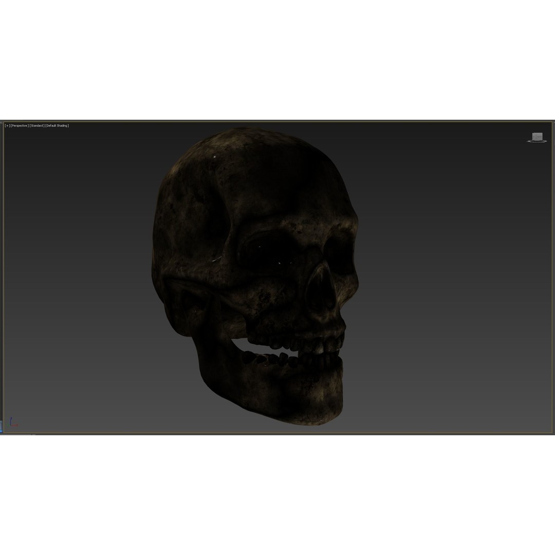 Human Skull 3D Model – Low Poly PBR Asset for Games, FBX - View 10