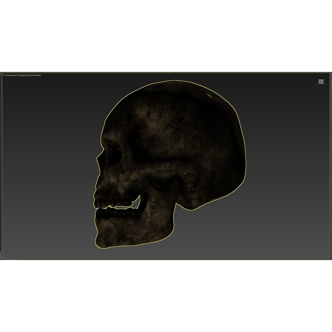 Human Skull 3D Model – Low Poly PBR Asset for Games, FBX - View 12