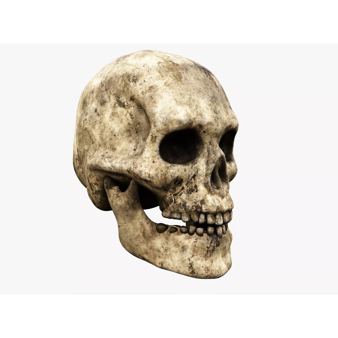 Human Skull 3D Model – Low Poly PBR Asset for Games, FBX - View 2