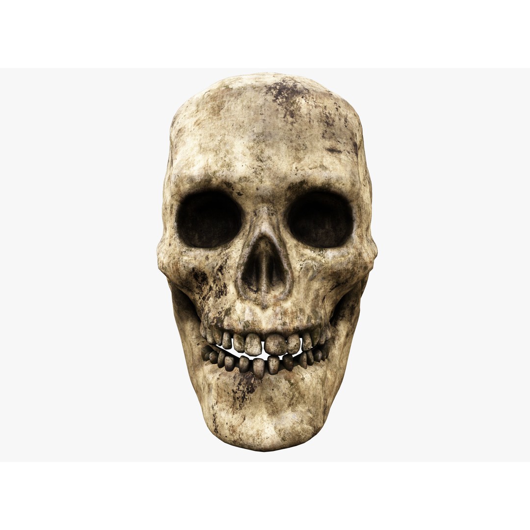 Human Skull 3D Model – Low Poly PBR Asset for Games, FBX - View 3