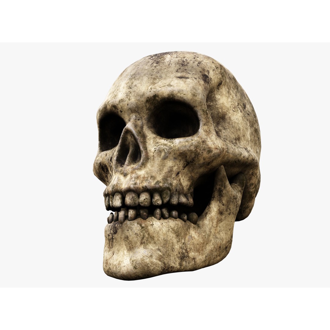 Human Skull 3D Model – Low Poly PBR Asset for Games, FBX - View 4