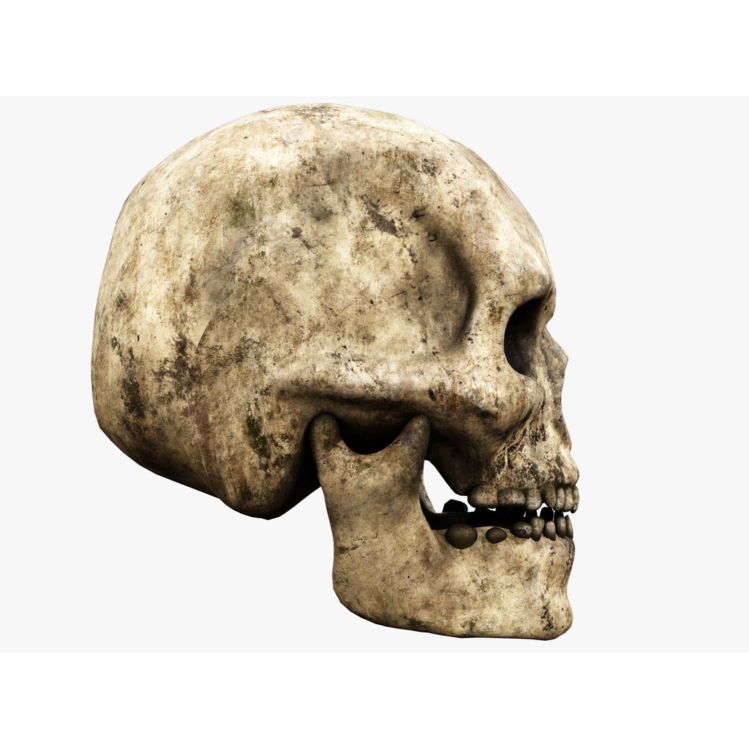 Human Skull 3D Model – Low Poly PBR Asset for Games, FBX - View 5