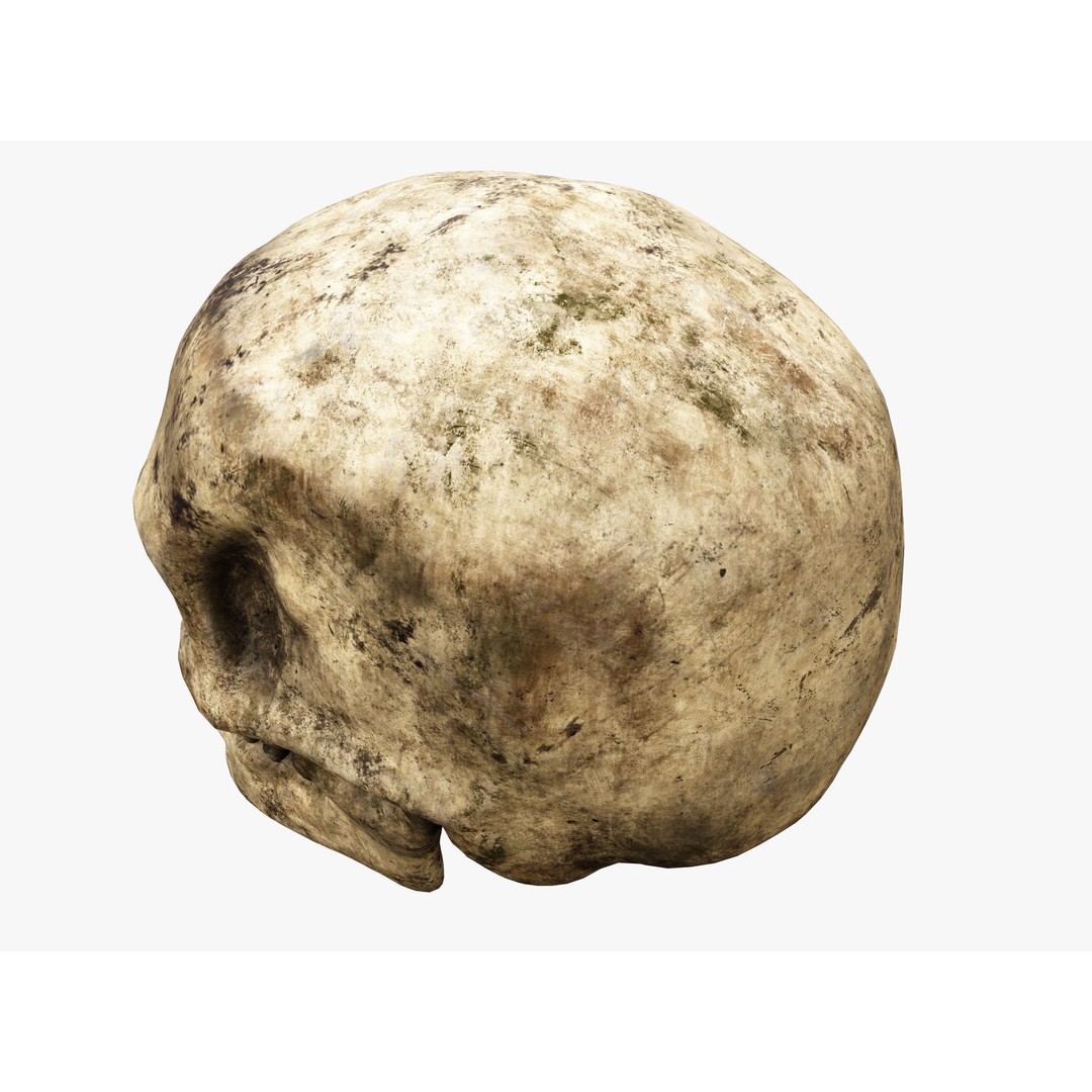 Human Skull 3D Model – Low Poly PBR Asset for Games, FBX - View 6