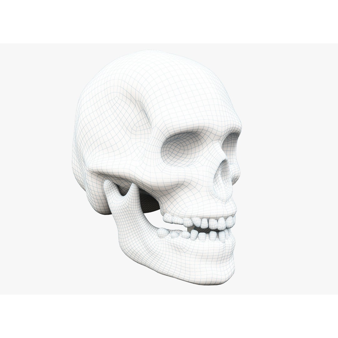 Human Skull 3D Model – Low Poly PBR Asset for Games, FBX - View 7