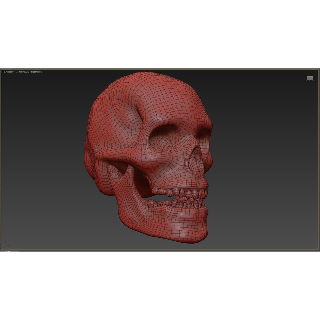 Human Skull 3D Model – Low Poly PBR Asset for Games, FBX - View 9