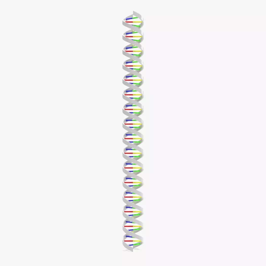 DNA Double Helix 3D Model – Stylized Educational Structure, Blender