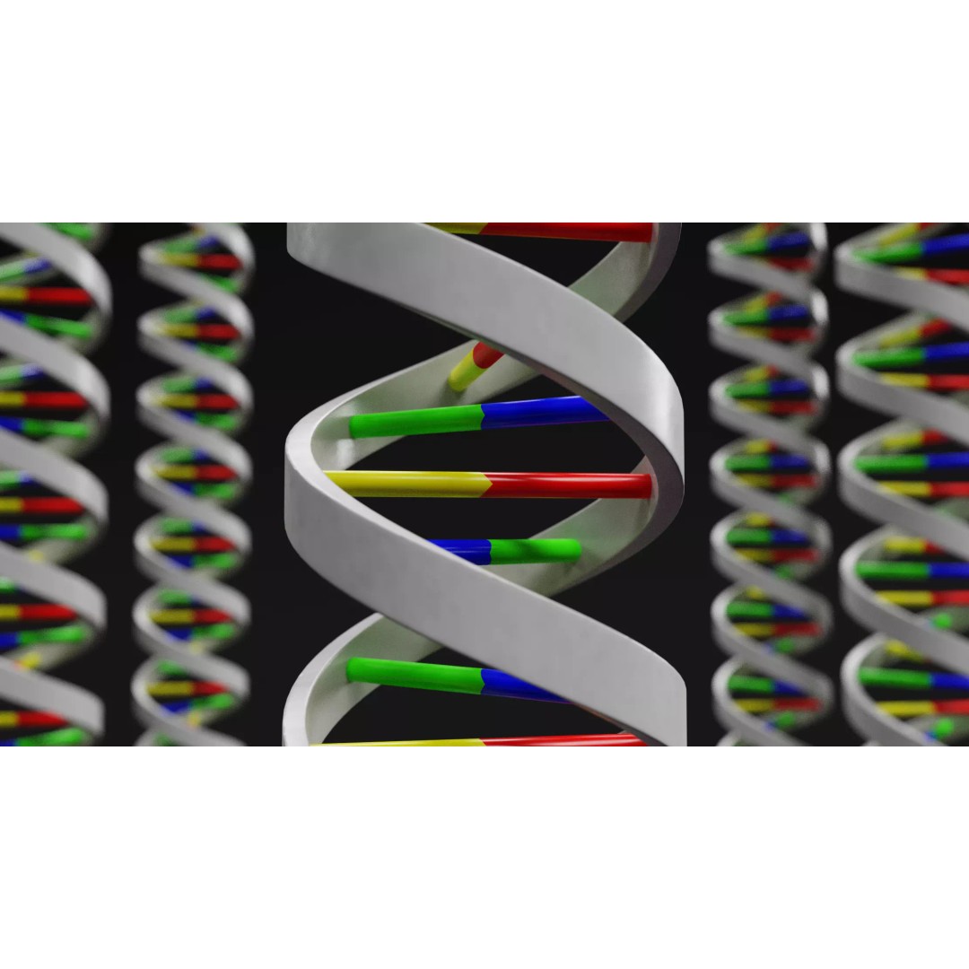 DNA Double Helix 3D Model – Stylized Educational Structure, Blender - View 2