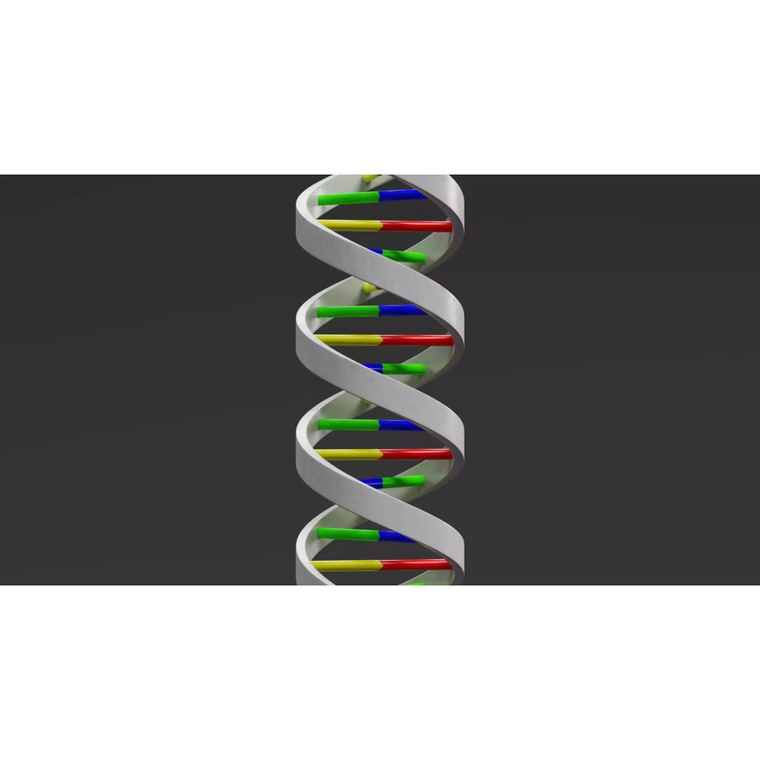 DNA Double Helix 3D Model – Stylized Educational Structure, Blender - View 3