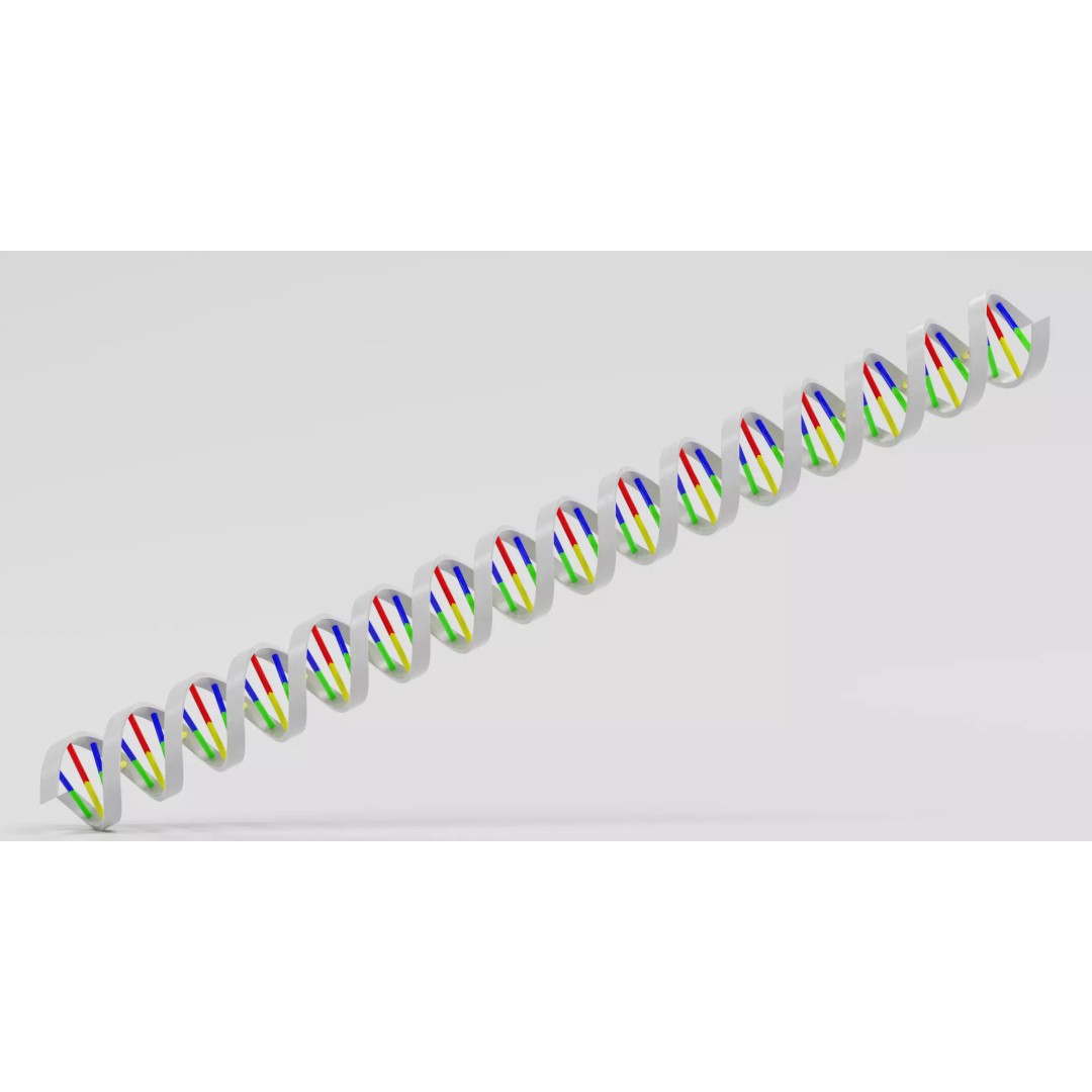 DNA Double Helix 3D Model – Stylized Educational Structure, Blender - View 6